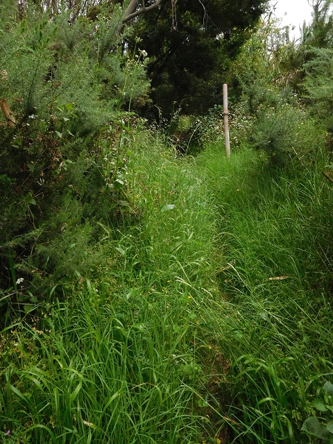 22.06.2016 Levada do Norte — Weg nach Fontainhas und Überreste der Levada do Rouca — Foto 25