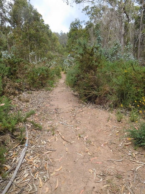22.06.2016 Levada do Norte — Weg nach Fontainhas und Überreste der Levada do Rouca — Foto 26