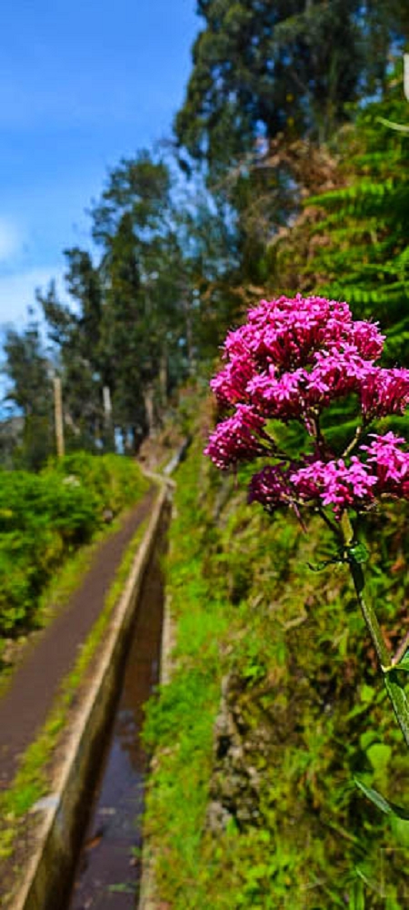 Levada Nova — Das Endstück zwischen Ponta do Pargo und Sitio do Cabo — Foto 3