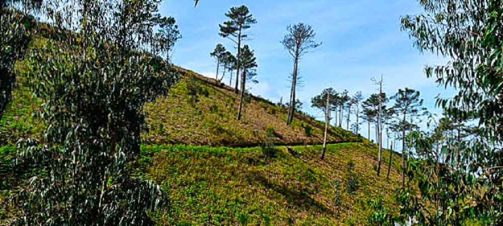 Levada Nova — Das Endstück zwischen Ponta do Pargo und Sitio do Cabo — Foto 4