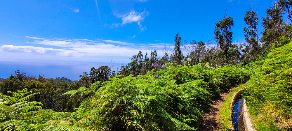 Levada Nova — Das Endstück zwischen Ponta do Pargo und Sitio do Cabo — Foto 5