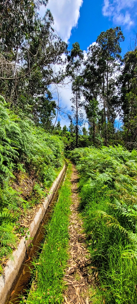 Levada Nova — Das Endstück zwischen Ponta do Pargo und Sitio do Cabo — Foto 6