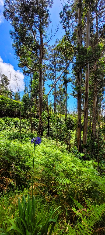 Levada Nova — Das Endstück zwischen Ponta do Pargo und Sitio do Cabo — Foto 7