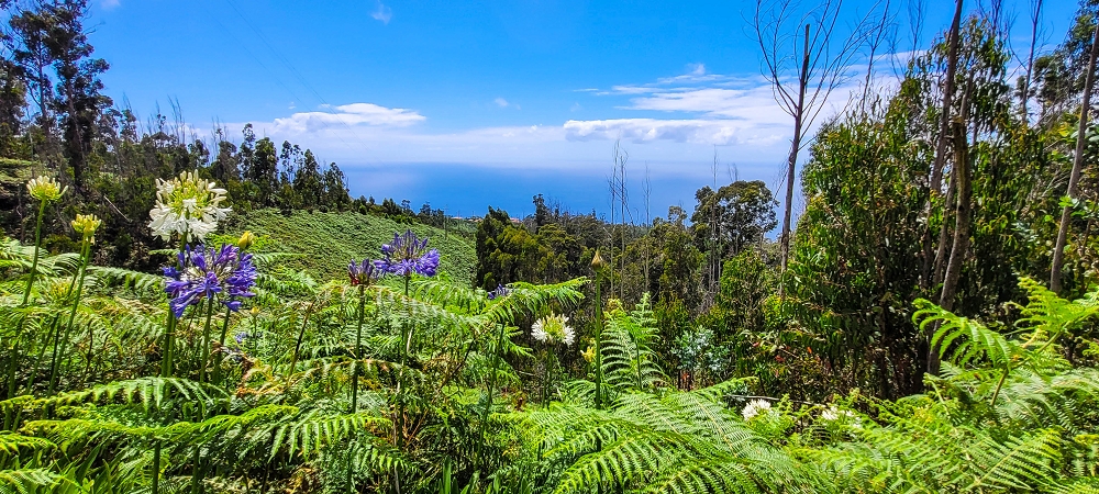 Levada Nova — Das Endstück zwischen Ponta do Pargo und Sitio do Cabo — Foto 8