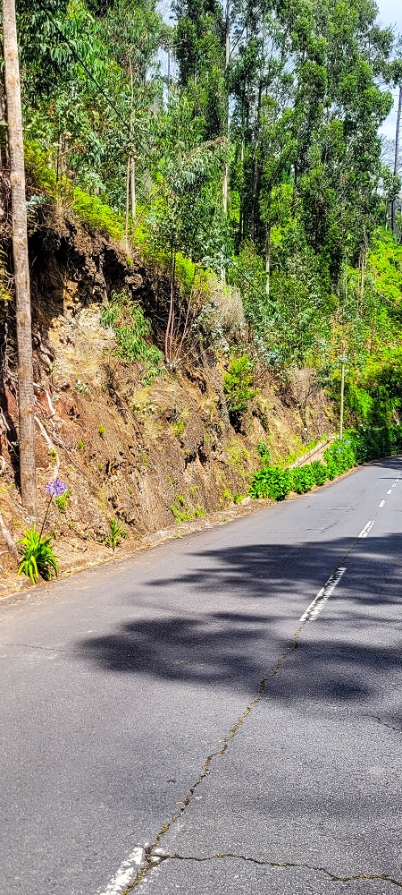Levada Nova — Das Endstück zwischen Ponta do Pargo und Sitio do Cabo — Foto 10