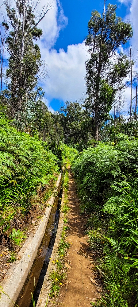Levada Nova — Das Endstück zwischen Ponta do Pargo und Sitio do Cabo — Foto 11