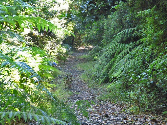 22.07.2013 Levadas do Norte und Plaino Velho — Auf dem PR-21 zur Levada da Faja do Rodrigues — Foto 10