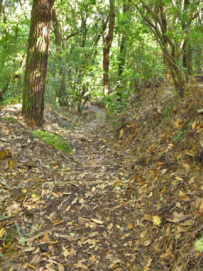 22.07.2013 Levadas do Norte und Plaino Velho — Auf dem PR-21 zur Levada da Faja do Rodrigues — Foto 11