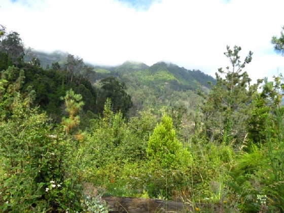 22.07.2013 Levadas do Norte und Plaino Velho — Auf dem PR-21 zur Levada da Faja do Rodrigues — Foto 14