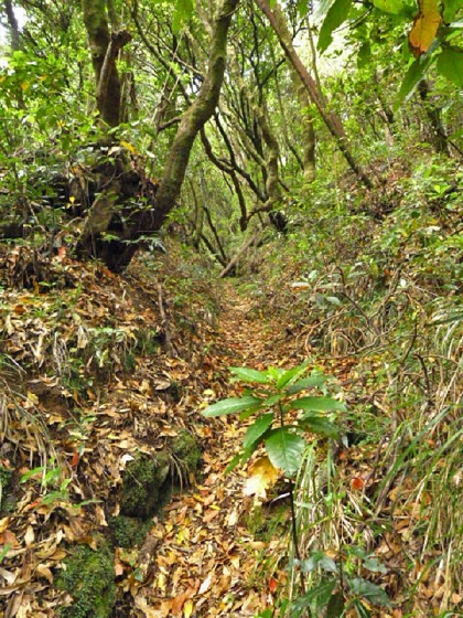 22.07.2013 Levadas do Norte und Plaino Velho — Von der Levada da Faja do Rodrigues zur Levada do Norte — Foto 11