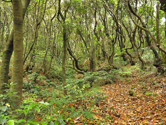 22.07.2013 Levadas do Norte und Plaino Velho — Von der Levada da Faja do Rodrigues zur Levada do Norte — Foto 12