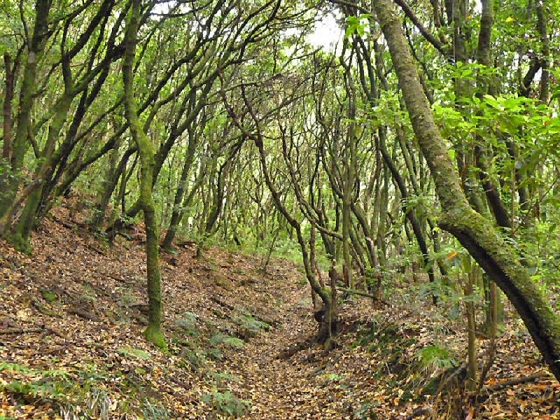 22.07.2013 Levadas do Norte und Plaino Velho — Von der Levada da Faja do Rodrigues zur Levada do Norte — Foto 15