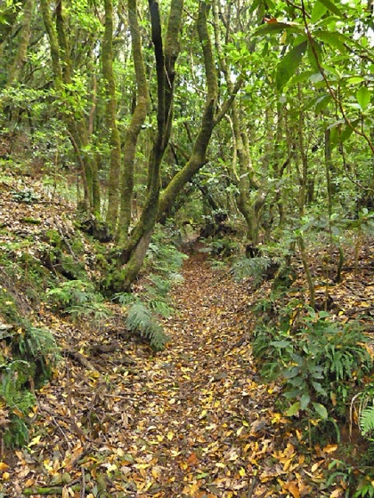 22.07.2013 Levadas do Norte und Plaino Velho — Von der Levada da Faja do Rodrigues zur Levada do Norte — Foto 16