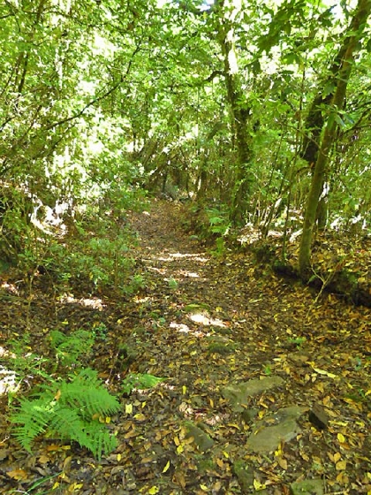 22.07.2013 Levadas do Norte und Plaino Velho — Auf dem PR-21 zur Levada da Faja do Rodrigues — Foto 4