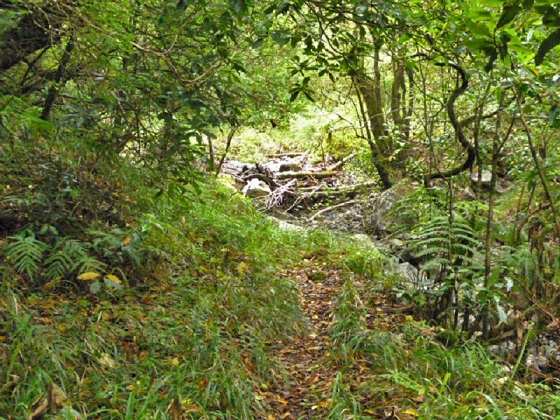 22.07.2013 Levadas do Norte und Plaino Velho — Von der Levada da Faja do Rodrigues zur Levada do Norte — Foto 17