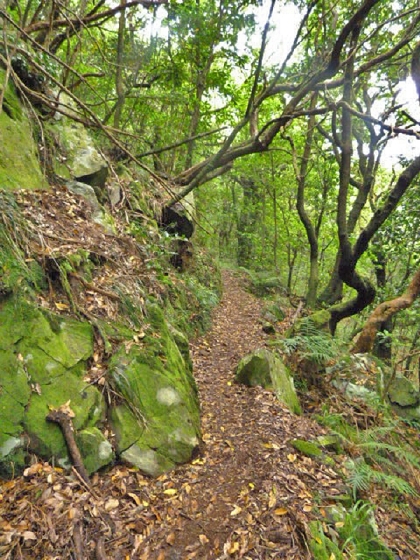 22.07.2013 Levadas do Norte und Plaino Velho — Und weiter zur Levada do Plaino Velho — Foto 3