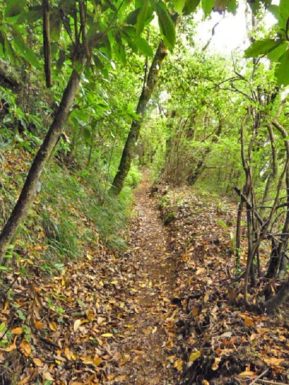 22.07.2013 Levadas do Norte und Plaino Velho — Und weiter zur Levada do Plaino Velho — Foto 4