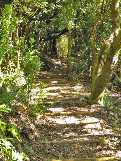22.07.2013 Levadas do Norte und Plaino Velho — Auf dem PR-21 zur Levada da Faja do Rodrigues — Foto 6