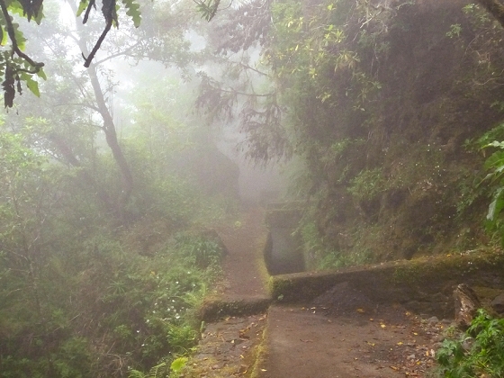 22.07.2013 Levadas do Norte und Plaino Velho — Zurück auf der Levada do Norte...... — Foto 31