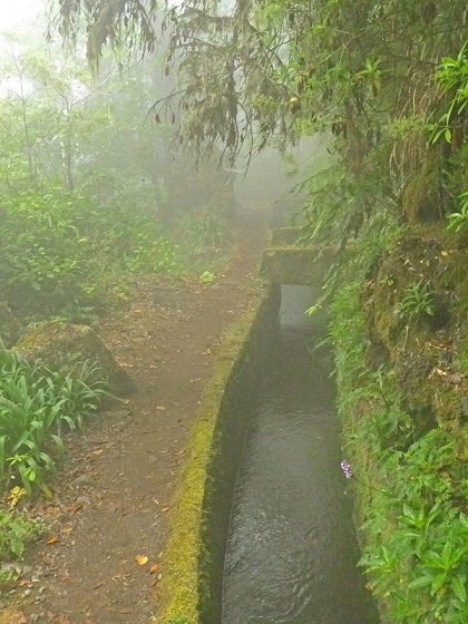 22.07.2013 Levadas do Norte und Plaino Velho — Zurück auf der Levada do Norte...... — Foto 32