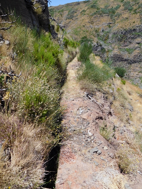 22 de julho de 2015 Levada da Serra da Alegria superior — Na Levada da Serra da Alegria sup. e regresso ao Poco da Neve — foto 15
