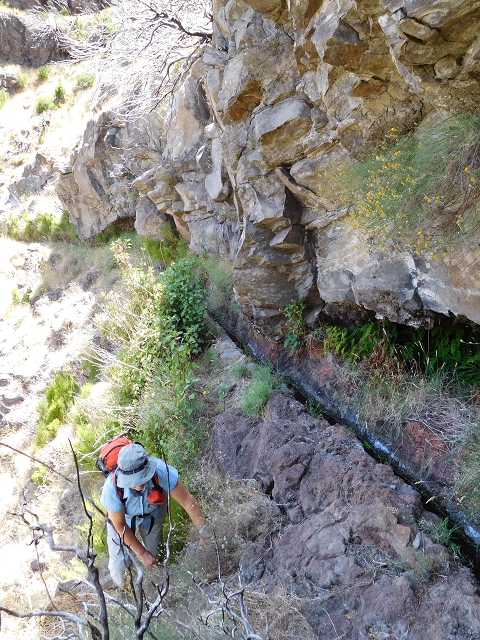 22 de julho de 2015 Levada da Serra da Alegria superior — Na Levada da Serra da Alegria sup. e regresso ao Poco da Neve — foto 21
