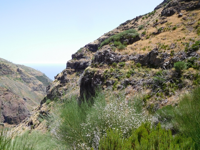 22 de julho de 2015 Levada da Serra da Alegria superior — Na Levada da Serra da Alegria sup. e regresso ao Poco da Neve — foto 23