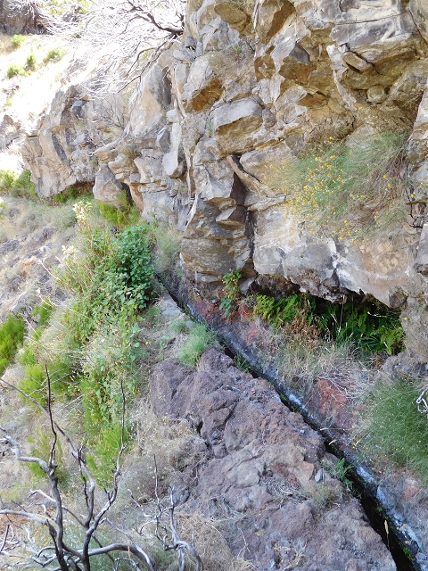 22 de julho de 2015 Levada da Serra da Alegria superior — Na Levada da Serra da Alegria sup. e regresso ao Poco da Neve — foto 24