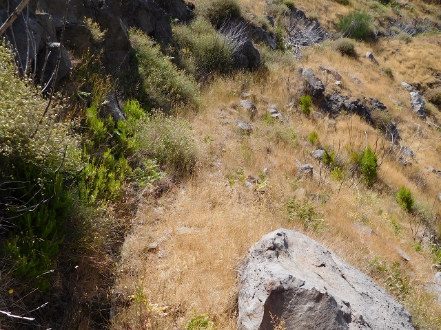 22 de julho de 2015 Levada da Serra da Alegria superior — Na Levada da Serra da Alegria sup. e regresso ao Poco da Neve — foto 29