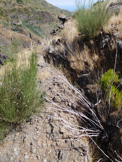 22 de julho de 2015 Levada da Serra da Alegria superior — Na Levada da Serra da Alegria sup. e regresso ao Poco da Neve — foto 27