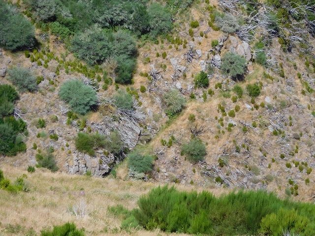 22 de julho de 2015 Levada da Serra da Alegria superior — Na Levada da Serra da Alegria sup. e regresso ao Poco da Neve — foto 28