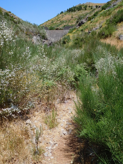 22 de julho de 2015 Levada da Serra da Alegria superior — Troço superior da Levada da Negra — foto 7