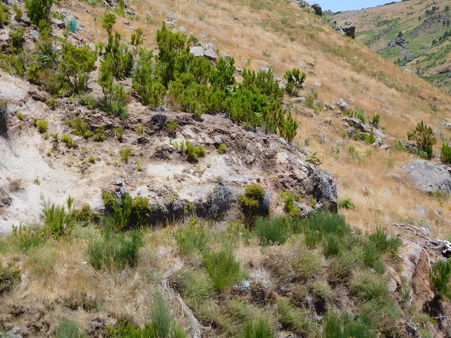 22 de julho de 2015 Levada da Serra da Alegria superior — Troço superior da Levada da Negra — foto 18