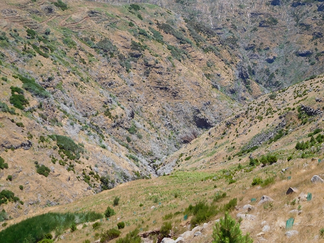 22 de julho de 2015 Levada da Serra da Alegria superior — Da estrada panorâmica até à extremidade entubada da Levada da Serra da Alegria sup. — foto 5