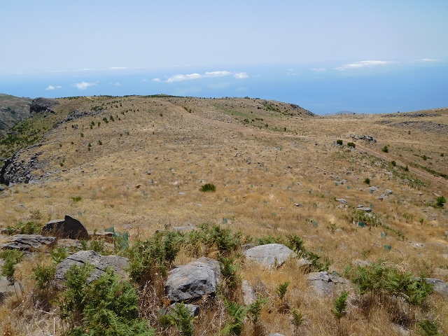 22 de julho de 2015 Levada da Serra da Alegria superior — Da estrada panorâmica até à extremidade entubada da Levada da Serra da Alegria sup. — foto 7