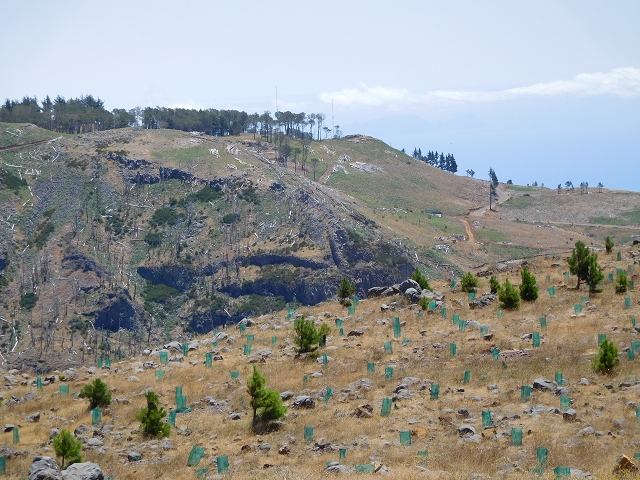 22 de julho de 2015 Levada da Serra da Alegria superior — Da estrada panorâmica até à extremidade entubada da Levada da Serra da Alegria sup. — foto 8