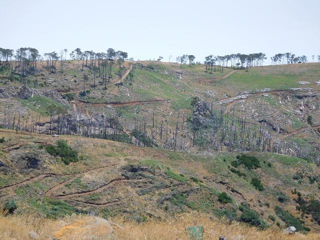 22 de julho de 2015 Levada da Serra da Alegria superior — Da estrada panorâmica até à extremidade entubada da Levada da Serra da Alegria sup. — foto 9