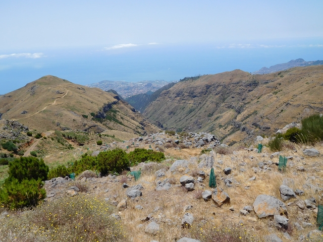 22 de julho de 2015 Levada da Serra da Alegria superior — Da estrada panorâmica até à extremidade entubada da Levada da Serra da Alegria sup. — foto 12