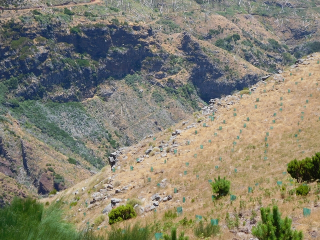 22 de julho de 2015 Levada da Serra da Alegria superior — Da estrada panorâmica até à extremidade entubada da Levada da Serra da Alegria sup. — foto 15