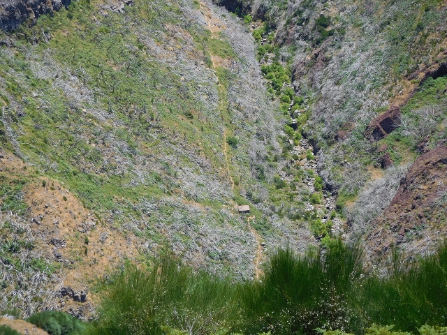 22 de julho de 2015 Levada da Serra da Alegria superior — Da estrada panorâmica até à extremidade entubada da Levada da Serra da Alegria sup. — foto 18