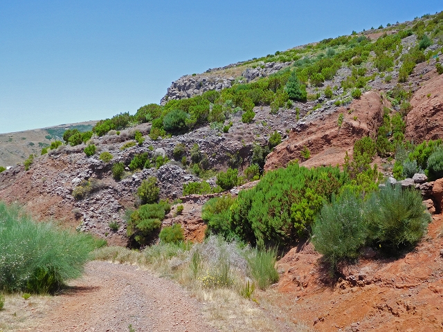 22 de julho de 2015 Levada da Serra da Alegria superior — Da estrada panorâmica até à extremidade entubada da Levada da Serra da Alegria sup. — foto 19