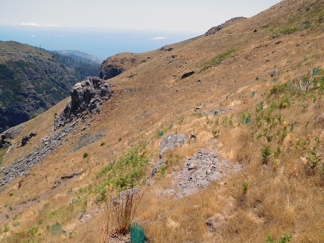 22 de julho de 2015 Levada da Serra da Alegria superior — Da estrada panorâmica até à extremidade entubada da Levada da Serra da Alegria sup. — foto 24