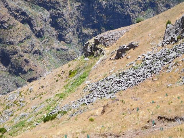22 de julho de 2015 Levada da Serra da Alegria superior — Da estrada panorâmica até à extremidade entubada da Levada da Serra da Alegria sup. — foto 25