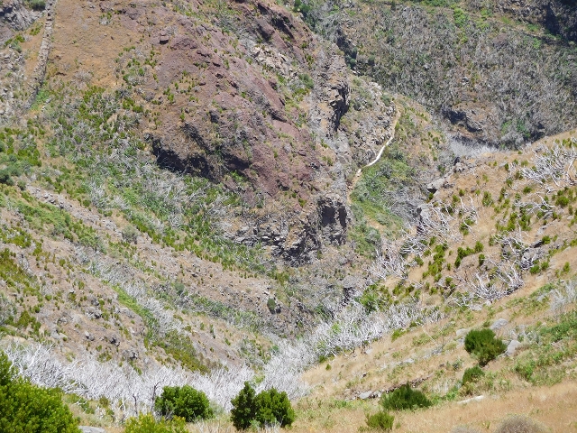 22 de julho de 2015 Levada da Serra da Alegria superior — Da estrada panorâmica até à extremidade entubada da Levada da Serra da Alegria sup. — foto 27