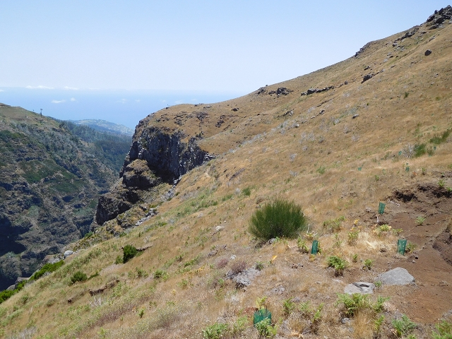 22 de julho de 2015 Levada da Serra da Alegria superior — Da estrada panorâmica até à extremidade entubada da Levada da Serra da Alegria sup. — foto 28