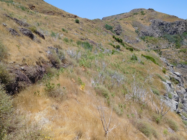 22 de julho de 2015 Levada da Serra da Alegria superior — Da estrada panorâmica até à extremidade entubada da Levada da Serra da Alegria sup. — foto 29