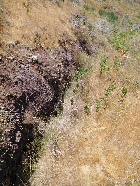 22 de julho de 2015 Levada da Serra da Alegria superior — Da estrada panorâmica até à extremidade entubada da Levada da Serra da Alegria sup. — foto 30