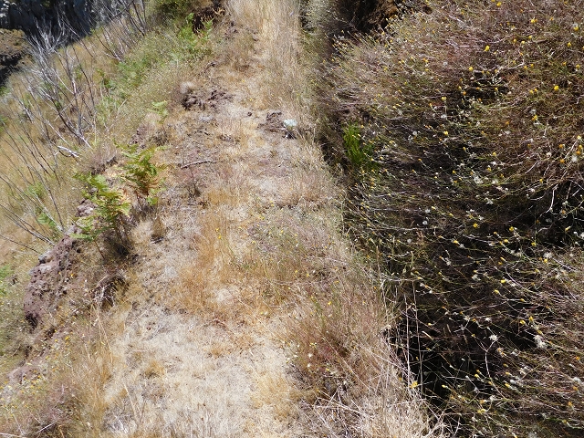 22 de julho de 2015 Levada da Serra da Alegria superior — Da estrada panorâmica até à extremidade entubada da Levada da Serra da Alegria sup. — foto 31