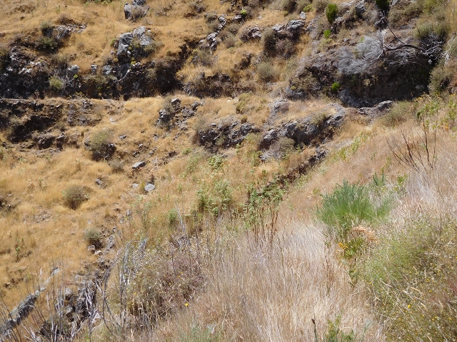 22 de julho de 2015 Levada da Serra da Alegria superior — Da estrada panorâmica até à extremidade entubada da Levada da Serra da Alegria sup. — foto 37