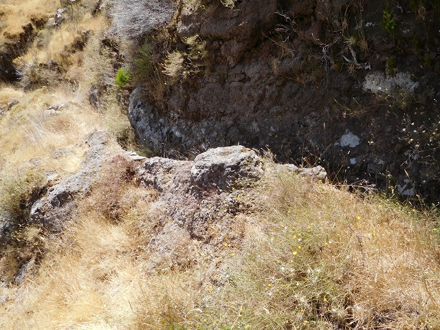 22 de julho de 2015 Levada da Serra da Alegria superior — Da estrada panorâmica até à extremidade entubada da Levada da Serra da Alegria sup. — foto 38